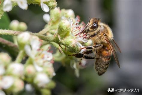 蜜蜂徵兆